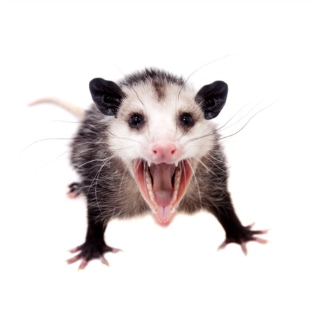 Eat at the Awesome Possum Pizza Party at the Second Chances Wildlife Center March 24